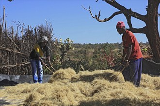 South Ethiopia, the Benna people, in a Benna village, farmers threshing teff, grain, harvesting