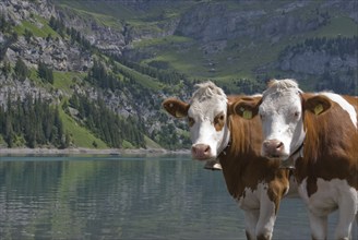 Cattle on the shore of Lake Oeschinen, Bernese Oberland, Switzerland, Europe