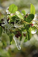 Europe, Germany, Hamburg metropolitan region, Altes Land near Hamburg, fruit growing, irrigation