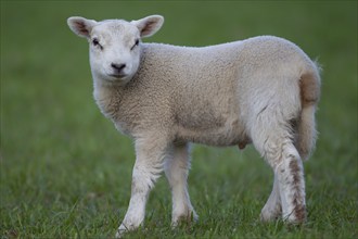 Domestic sheep (Ovis aries) juvenile lamb farm animal standing in a grass field, England, United