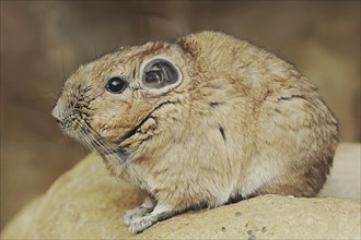 Gundi or common gundi (Ctenodactylus gundi), captive, occurring in North Africa