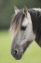 Dülmen wild horse, portrait, Merfelder Bruch, Dülmen, North Rhine-Westphalia, Germany, Europe