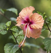 Orange with purple middle hibiscus flower in botany garden