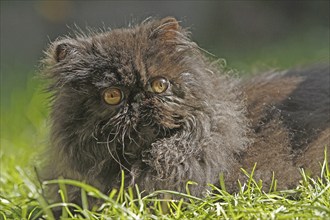 Persian cat, long-haired cat