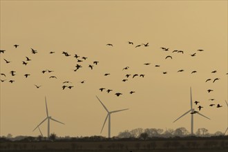 Brent goose (Branta bernicla) adult birds in flight in a flock or skein with wind turbines in the