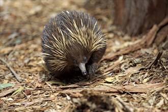 Short-beaked echidna (Tachyglossus aculeatus), adult, foraging, South Australia, Australia, Oceania