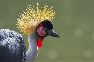 Grey crowned crane (Balearica regulorum) close up portrait showing bright red inflatable throat