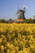 Traditional windmill in the evening light, sunny, idyllic, rape field, North Sea island Föhr,