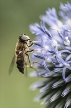 Tapered Dronefly (Eristalis pertinax), Emsland, Lower Saxony, Germany, Europe