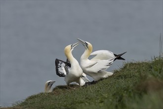 Northern gannet (Morus bassanus) two adult birds courting on a cliff top being watched by another