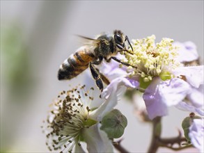 European Honey Bee, Apis mellifera, bee on blackberry flowers