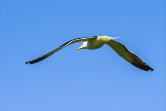 European Herring Gull, Larus argentatus bird in flight