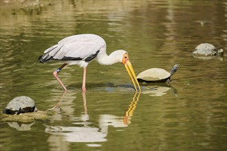 Yellow-bird Stork (Mycteria ibis), in the water, hunting, captive, distribution Africa