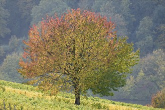 Wild cherry (Prunus avium) with autumn leaves on a hazy day, Moselle, Rhineland-Palatinate,