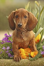 Dachshund, dachshund, young animal, 12 weeks old, sitting in flowers