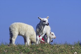 Three lambs standing on a green meadow under a blue sky, Elbe dyke, Hitzacker, Damnatz, Wendland,