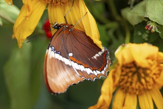 Chocolate butterfly (Siproeta epaphus), orange-coloured butterfly sitting on a yellow flower,