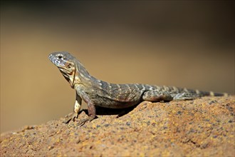 East Mexican Black Iguana, (Ctenosaura acanthura), adult, on rocks, foraging, warming up,