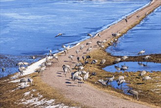 Resting cranes (Grus Grus) on a dirt road by a lake in spring, Hornborgasjön, Sweden, Europe