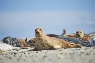 Close-up of harbor or harbour seal (Phoca vituliana vitulina) in spring (april) on Helgoland a