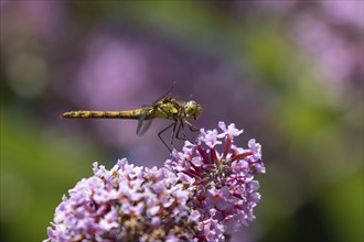 Common darter dragonfly (Sympetrum striolatum) adult insect resting on purple Buddleja flowers in a