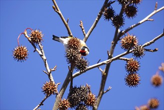 European goldfinch (Carduelis carduelis) in an amber tree, winter, Saxony, Germany, Europe