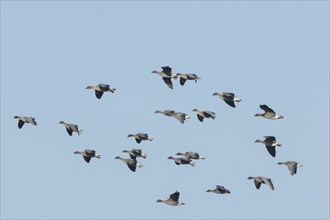 Pink-footed goose (Anser brachyrhynchus) adult geese in a large flock or skein in flight, Norfolk,