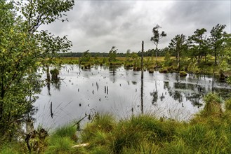 The Pietzmoor, raised bog in the Lüneburg Heath nature reserve, near Schneverdingen, Lower Saxony,