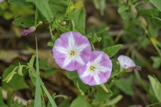 Flowering field bindweeds (Convolvulus arvensis), Bavaria, Germany, Europe