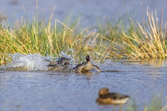 Eurasian Teal, Anas crecca, birds in fight on marshes