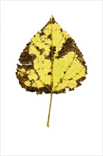 Autumn-coloured leaf of a poplar (Populus), tree, free-standing, Vechta, Lower Saxony, Germany,