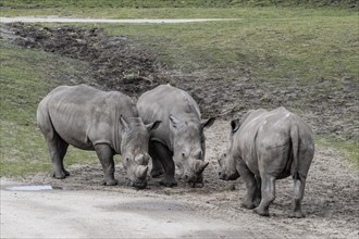 White rhinoceroses (Ceratotherium simum), Emmen Zoo, Netherlands