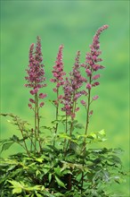 Astilbe, flowering, blossom, Elllerstadt, Germany, Europe