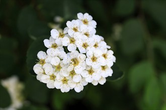 Elm-leaved spirea (Spiraea chamaedryfolia), flower, flowering, Germany, Europe