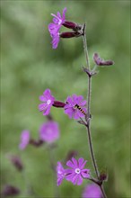 Red campion (Silene dioica) with common hoverfly (Sphaerophoria scripta), Emsland, Lower Saxony,