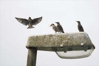 Three starlings (Sturnus vulgaris) sitting on a street lamp while another one is approaching,