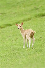 European fallow deer (Dama dama) fawn standing on a meadow, tirol, Kitzbühel, Wildpark Aurach,