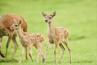 Red deer (Cervus elaphus) fawns walking on a meadow in the mountains in tirol, Kitzbühel, Wildpark