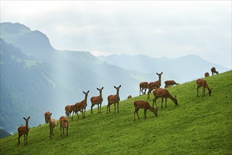 Red deer (Cervus elaphus) hinds standing on a meadow in the mountains in tirol, herd, Kitzbühel,