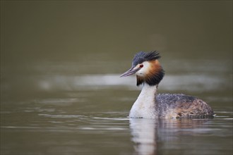 Great Crested Grebe (Podiceps cristatus), Lower Saxony, Germany, Europe