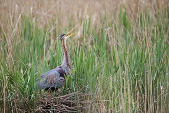 Purple heron (Ardea purpurea) at the nest, Baden-Württemberg, Germany, Europe