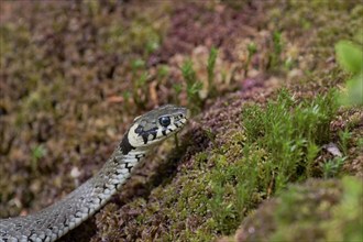 Grass snake (Natrix natrix), Bavaria, Germany, Europe