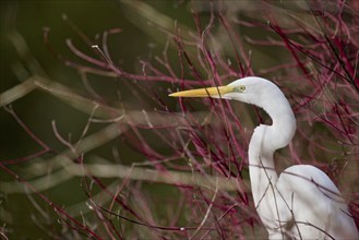 Great egret (Ardea alba), Lower Saxony, Germany, Europe