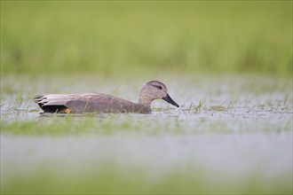 Gadwall (Mareca strepera) male, male Gadwall, Lower Saxony, Germany, Europe