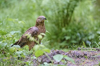 European honey buzzard (Pernis apivorus), Bavaria, Germany, Europe