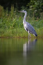 Grey heron (Ardea cinerea) hunting at a pond, Aviemore, Scotland, Great Britain