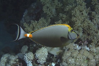 Indian yellow blade nose doctor (Naso elegans), dive site House Reef, Mangrove Bay, El Quesir, Red