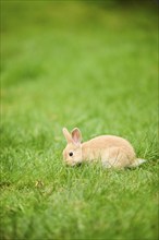 Domesticated rabbit (Oryctolagus cuniculus forma domestica) lying on a meadow, Bavaria, Germany,