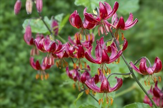 Martagon lily (Lilium martagon), North Rhine-Westphalia, Germany, Europe