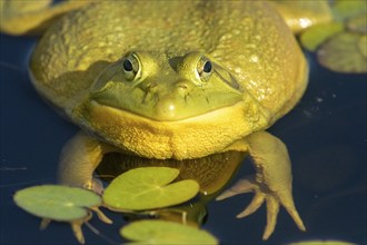 Bull frog. Lithobates catesbeianus, . Bull frog floating on a lake and warming up at the sun. La